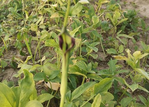 种植半夏赚钱吗 一亩地大概利润多少