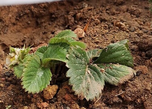 草莓移栽时间和方法 移栽草莓的最佳时间及技术