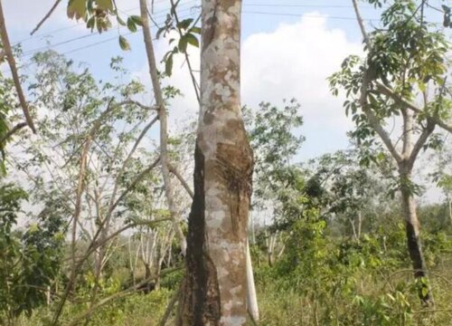 沉香怎么种植 种植方法与技术