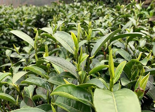 卖茶叶一年挣个20万难吗（做茶叶生意一年赚多少钱收入）