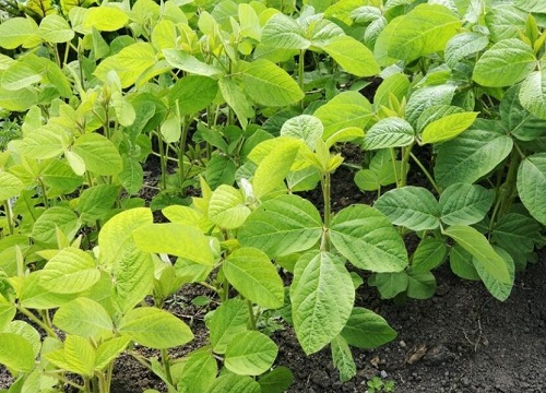 大豆种植时间和收获时间