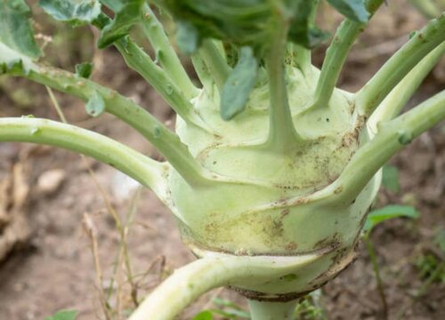 大头菜种植时间和方法 栽培管理技术