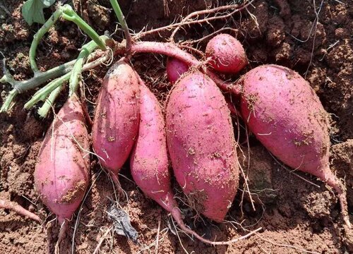 地瓜种植时间方法及田间管理技术 地瓜什么时候播种收获