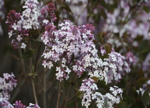 丁香花怎么种植 栽种时间和方法