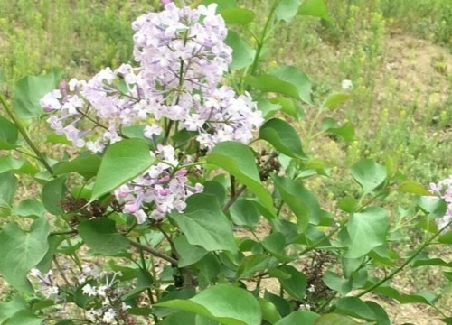 丁香花喜阴还是喜阳光的植物