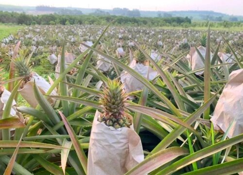 凤梨种植条件 适合种植的地方