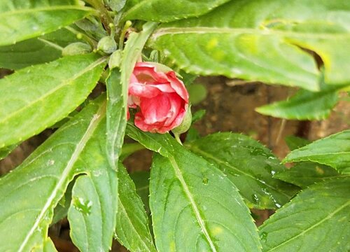 凤仙花种植多久开花 从种发芽子到开花要多久时间