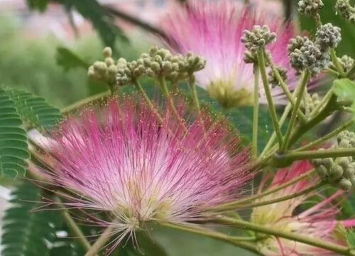 绒花树适合种在什么地方 栽在大门口好不好