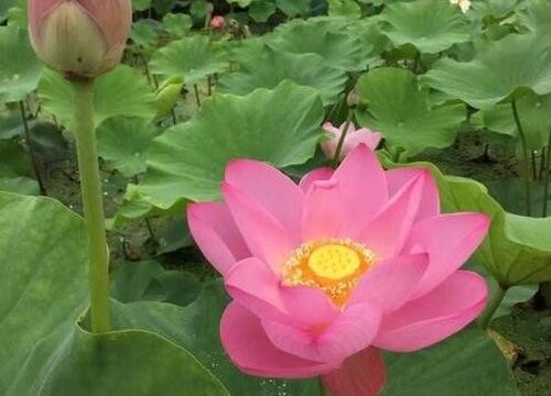 荷花几月份种植最好 适合什么季节种植