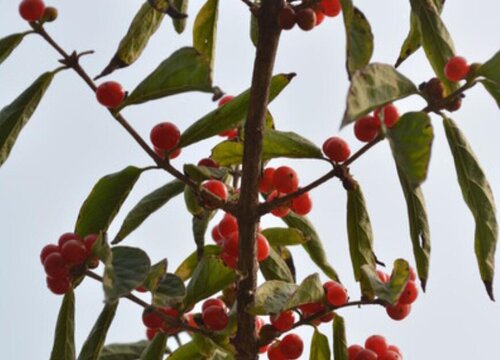 红豆种植时间和方法