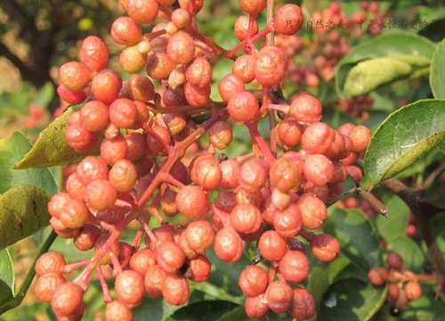 花椒树怎么剪枝 修剪时间与方法