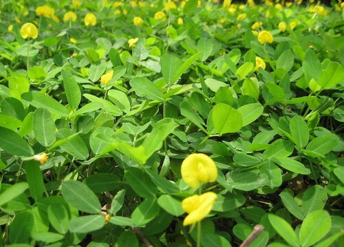 花生种植管理技术 花生高产栽培技术与管理方法_1