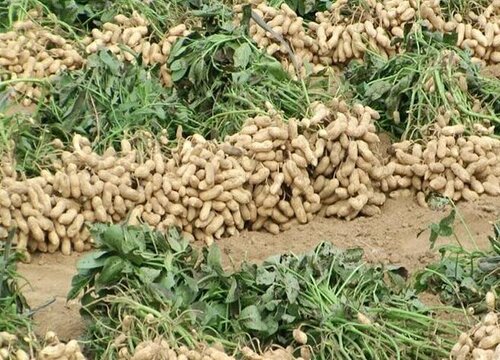 花生种植条件及地区 对气候土壤要求