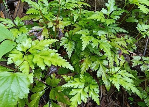 黄连怎么种植 种植技术与管理方法