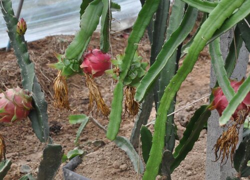 种植火龙果一亩的成本和利润