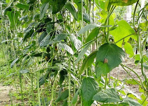 豇豆种植行距和株距多少合适 种植密度与产量