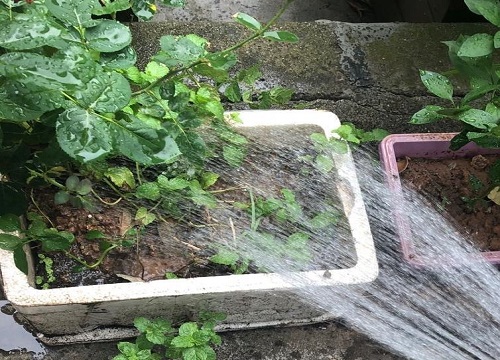 雨水浇花的正确方法 接雨水浇花有什么好处