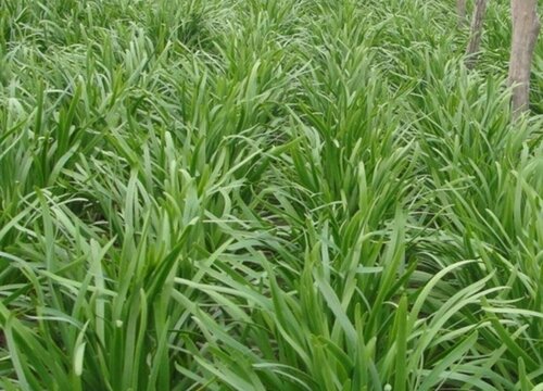 冬天大棚种植蔬菜品种大全 冬季大棚种植什么菜最赚钱