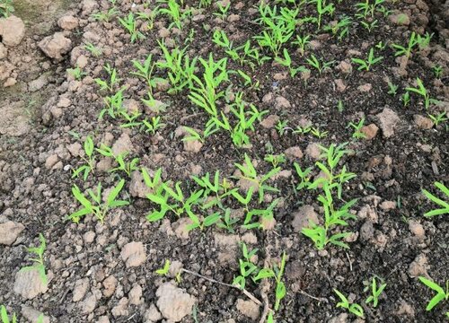 空心菜种子种植时间和方法