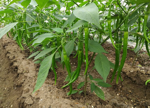 雨季好适合种什么蔬菜