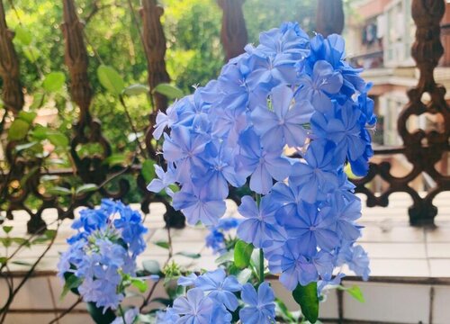 蓝雪花开花后怎么修剪 开完花后剪枝方法