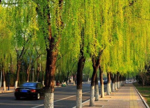 柳树什么季节种植最好 种柳树的最佳时间和方法