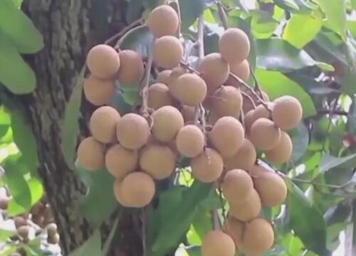 龙眼树北方可以种植吗 适宜种植地域与范围