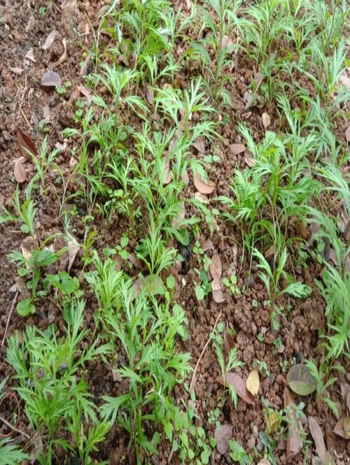 芦蒿种植时间和方法 种植技术与管理方法