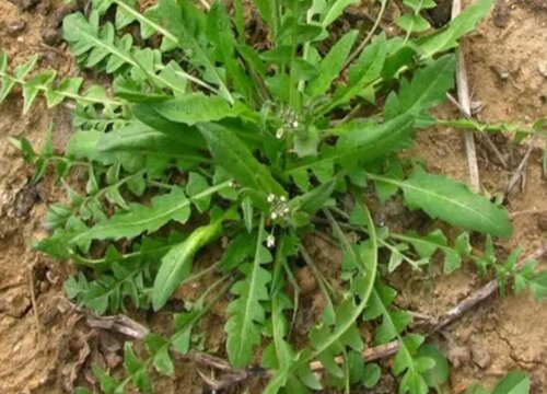 马齿苋种植时间和方法