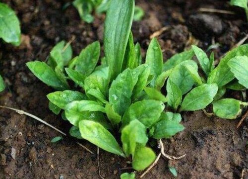 马兰头种植时间和方法