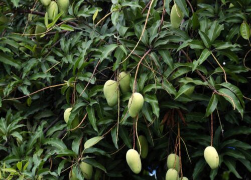 芒果嫁接方法