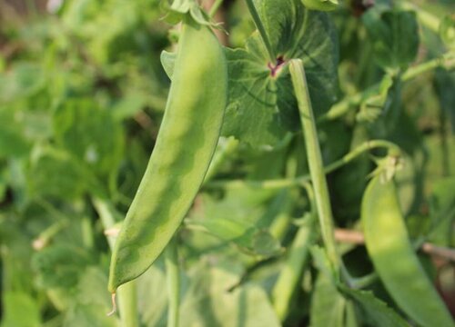 眉豆几月份种植最好 种植时间及方法