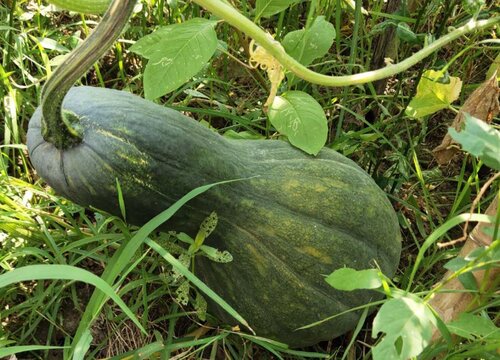 南瓜什么季节种植最好 一般几月份种最佳