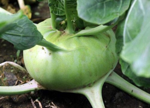 苤蓝菜最佳种植时间 生长周期是多长时间