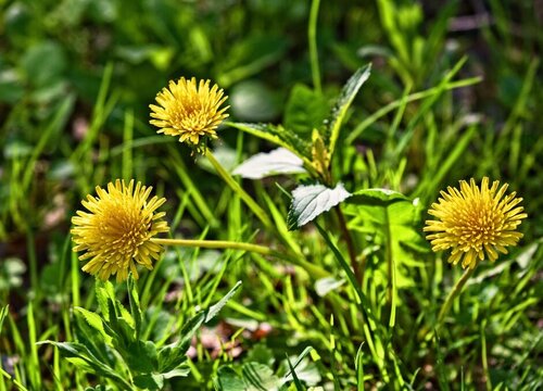 蒲公英种植时间和方法