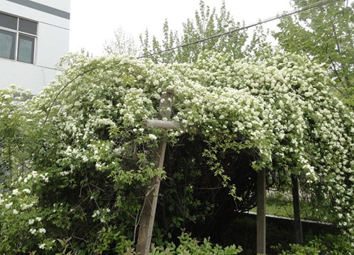 七里香怎么养才开花