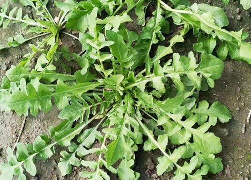 芥菜几月份种植最好 最适合什么时候种植