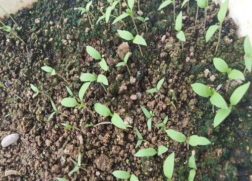 茄子苗种植时间和方法