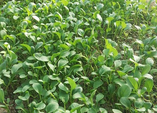 青菜的种植方法和时间 种植过程中需要注意什管理