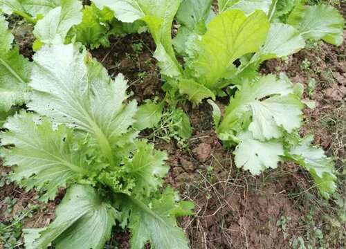 青菜几月份种植最好 一年可以种几季