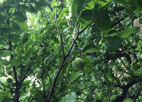 青梅种植条件 适合的生长环境与种植区域