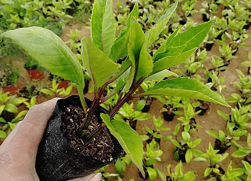 盆栽三七怎么种植 种植技术和注意要点