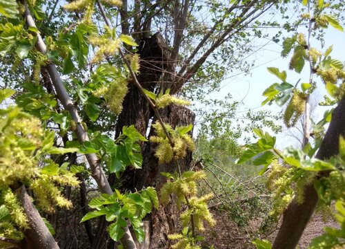 桑树种植时间和方法 栽培种植技术