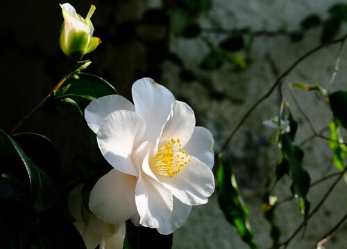 茶花开完花后需要施肥吗（开花前花苞露红施什么肥好）