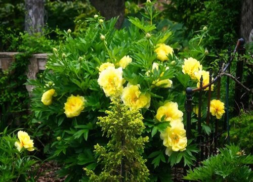 芍药花怎么养家庭养法