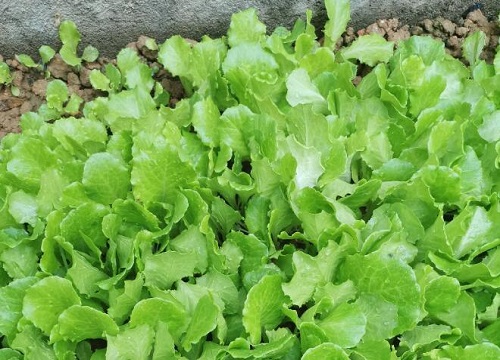 意大利生菜的种植方法和时间 适合什么季节种