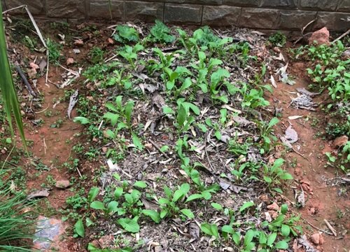 包心生菜的种植方法和时间 什么时候种植好