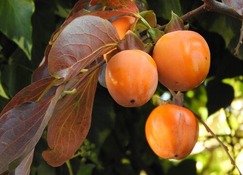 柿子树种植时间和方法 栽培技术与要点