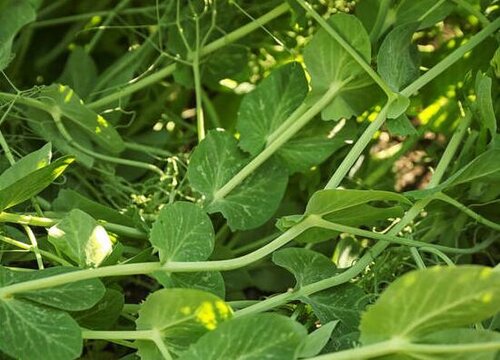 高温种植蔬菜的技巧（高温对蔬菜生长影响的应对措施）