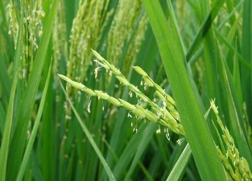 水稻的种植时间和收获时间_1